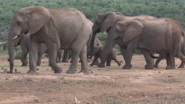 Manada Elefantes Africanos Caminando Sobre Sabana — Vídeos de Stock