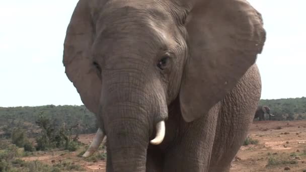 Primer Plano Elefante Africano Caminando Sobre Sabana — Vídeos de Stock
