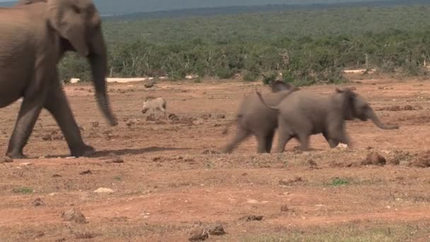 Manada Elefantes Africanos Caminhando Savana — Vídeo de Stock