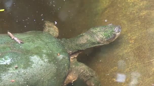 Grüne Schildkröte Schwimmt Unter Wasser — Stockvideo