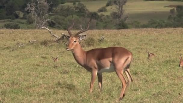 Gazelle Grazes Grassland — Stock Video