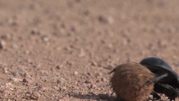 Dung Beetle Africano Rotola Una Palla Attraverso Terra — Video Stock