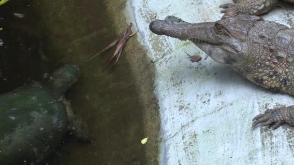 Зелена Черепаха Під Водою Нільський Крокодил — стокове відео