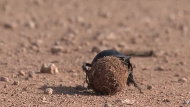 Afrika Bok Böceği Topunu Çamurun Içinde Yuvarlıyor — Stok video