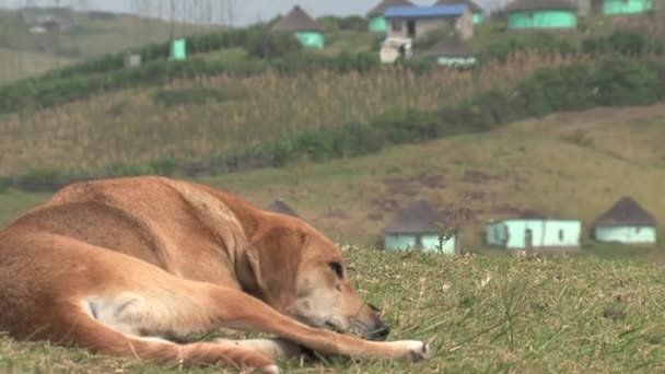 Hund Schläft Auf Einem Hügel Außerhalb Eines Dorfes — Stockvideo