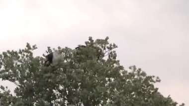 Kartal bir ağacın tepesine tünemiş