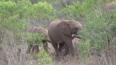 Afrika filleri sürüsü ağaçların arasında yürüyor.