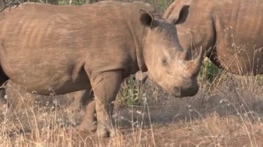 Gergedan sürüsü bozkırda otluyor.