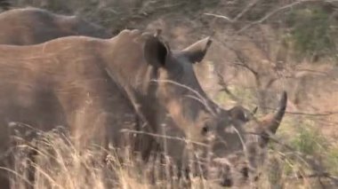 Gergedan sürüsü bozkırda otluyor.