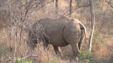 Gergedan sürüsü bozkırda otluyor.