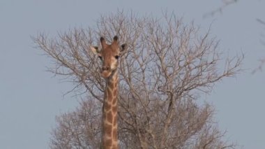 Savanada yürüyen zürafa