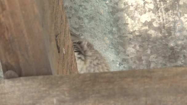 Pequeño Pájaro Marrón Arreglándose Vigas Madera — Vídeo de stock