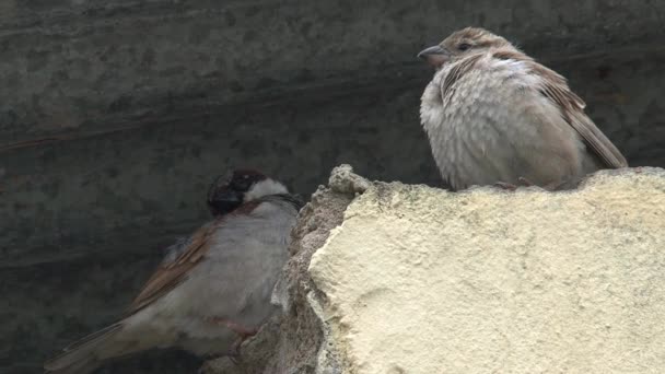 Ζευγάρι Μικρών Καστανών Πουλιών Σκαρφαλωμένων Μια Στέγη — Αρχείο Βίντεο