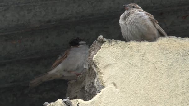 屋根の下に小さな茶色の鳥のペア — ストック動画