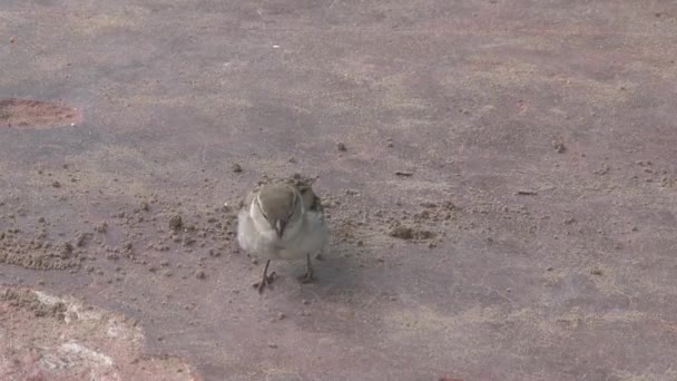 Pequeño Pájaro Marrón Forrajea Arena — Vídeos de Stock