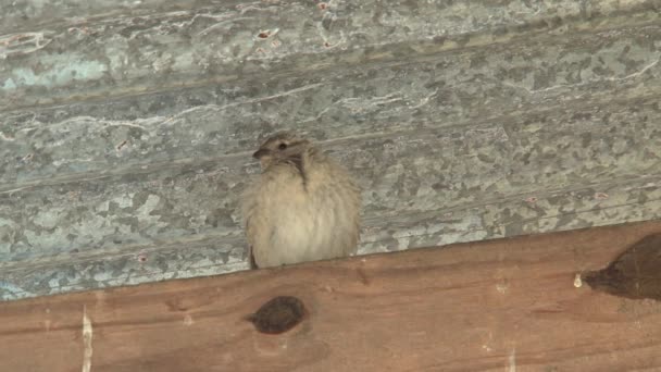 Petit Oiseau Brun Perché Sur Les Chevrons — Video