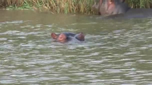 Pair Hippopotamuses Swimming Water — Stock Video