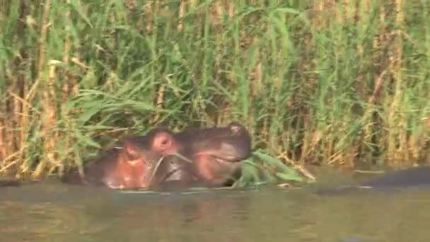 Гіпопотамас Плавання Випасання — стокове відео