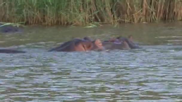 Herd Hippopotamuses Swimming Water — Stock Video