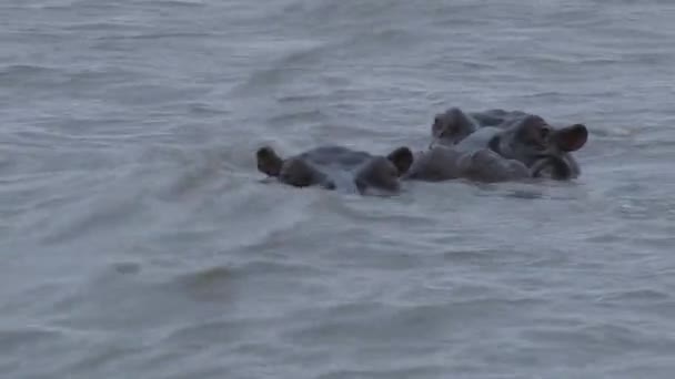 Een Paar Nijlpaarden Die Zwemmen Het Water — Stockvideo