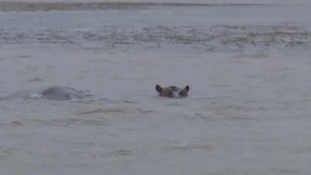 Hippopotame Nageant Dans Eau — Video