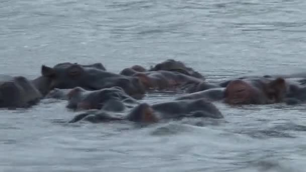 Vízben Úszó Hippopotamus Csorda — Stock videók