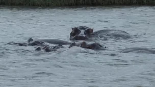 Flodhäll Flodhästar Som Simmar Vattnet — Stockvideo