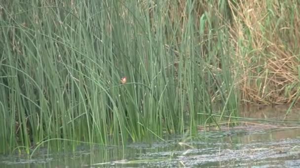 Kleiner Vogel Hockt Auf Hohem Gras Wasserrand — Stockvideo