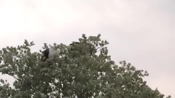 Eagle Perched Treetop — Stock Video