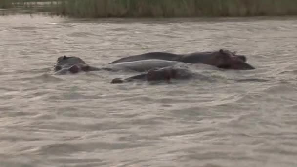 Herd Van Nijlpaarden Zwemmen Bij Zonsondergang — Stockvideo