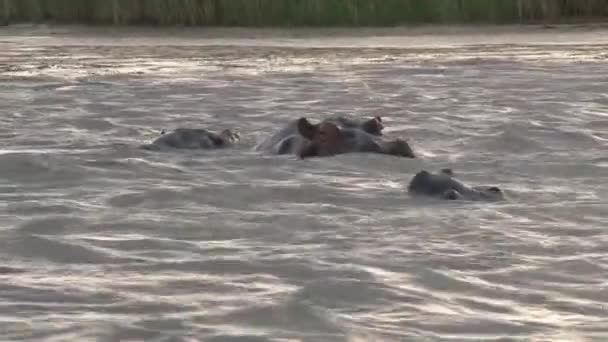 Herde von Flusspferden schwimmt bei Sonnenuntergang