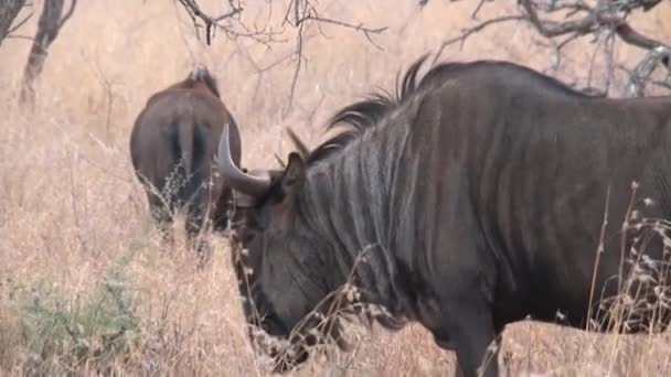 Pair Wildebeest Grazing Savanna — Stock Video