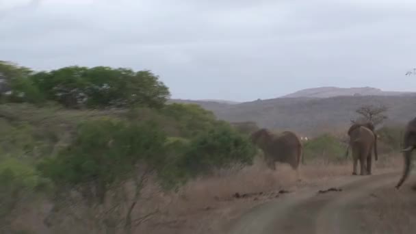 Manada Elefantes Africanos Caminando Través Los Árboles — Vídeo de stock