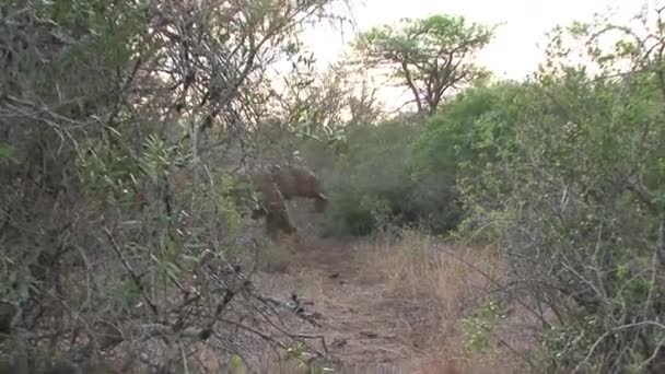 Afrika Fili Ağaçların Arasında Yürüyor — Stok video