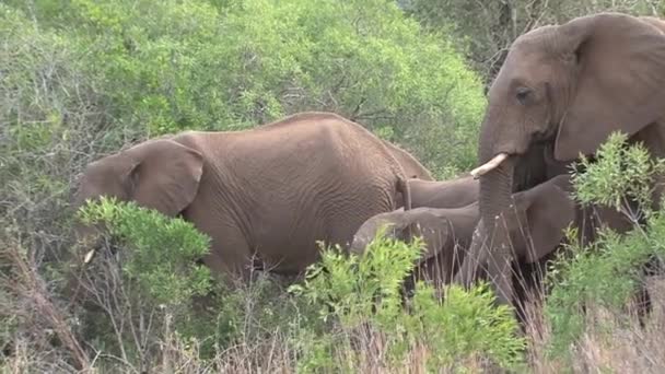 Stádo Afrických Slonů Pasoucí Stromech — Stock video