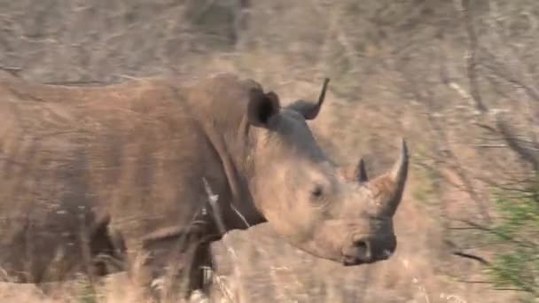 Manada Rinocerontes Pastando Savana — Vídeo de Stock