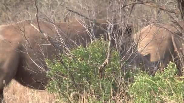 Manada Rinocerontes Pastando Sabana — Vídeos de Stock