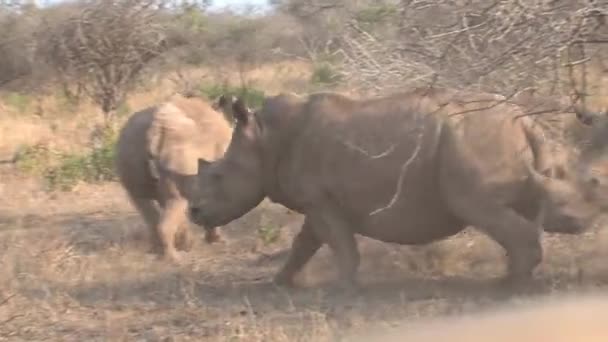 Troupeau Rhinocéros Marchant Sur Savane — Video