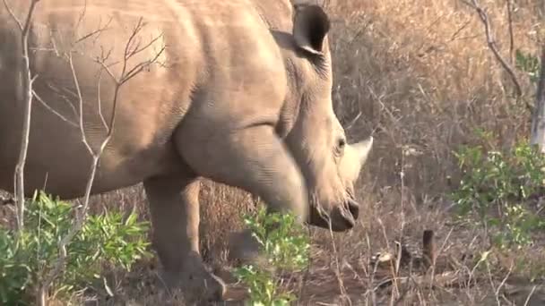 犀牛在草原上吃草 — 图库视频影像