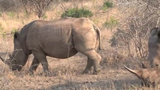 Troupeau Rhinocéros Pâturant Sur Savane — Video