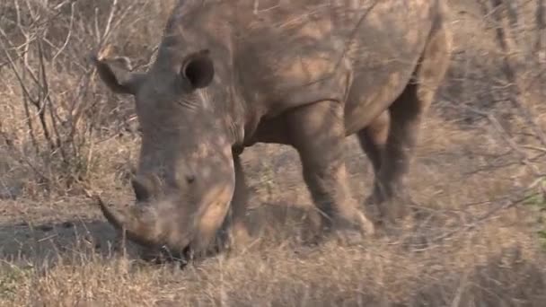 Rhinocéros Broutant Sur Savane — Video