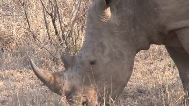 Rhinocéros Broutant Sur Savane — Video