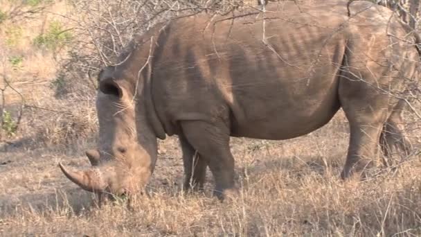 Rinoceronte Pastando Sabana — Vídeo de stock