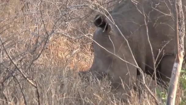 Rhinocéros broutant sur la savane