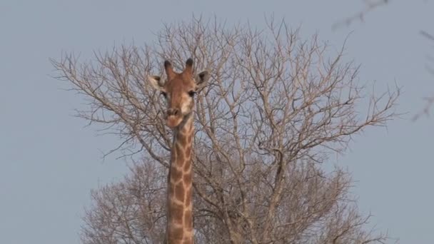 Giraff Går Savannen — Stockvideo