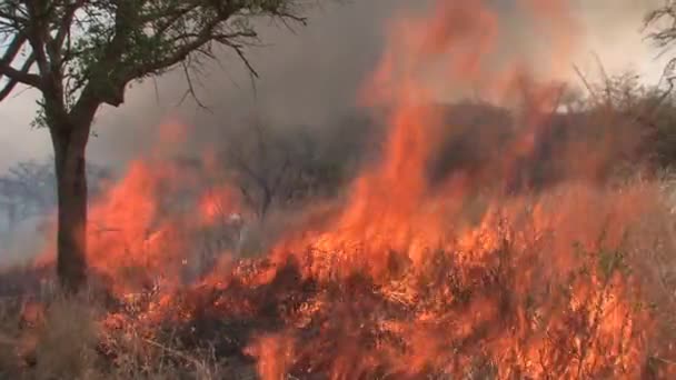 Brush feu brûlant sur la savane