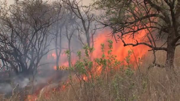 Brush Fire Burning Savanna — Stock Video