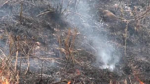 Brush Fire Burning Savanna — Stock Video