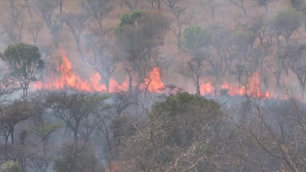 Brush Fire Burning Savanna — Stock Video