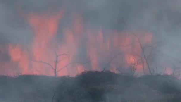 稀树草原上燃烧着熊熊烈火 — 图库视频影像
